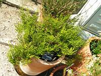 Erica Formosa (fam. Ericacees) (Afr. du sud) (Parc de la tete d'or) (1) (Photo F. Mrugala)